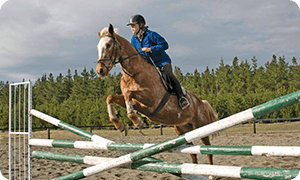 English + Horse Riding