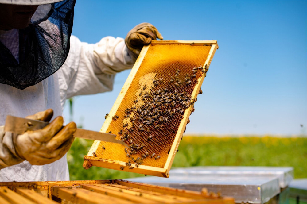 bee photo