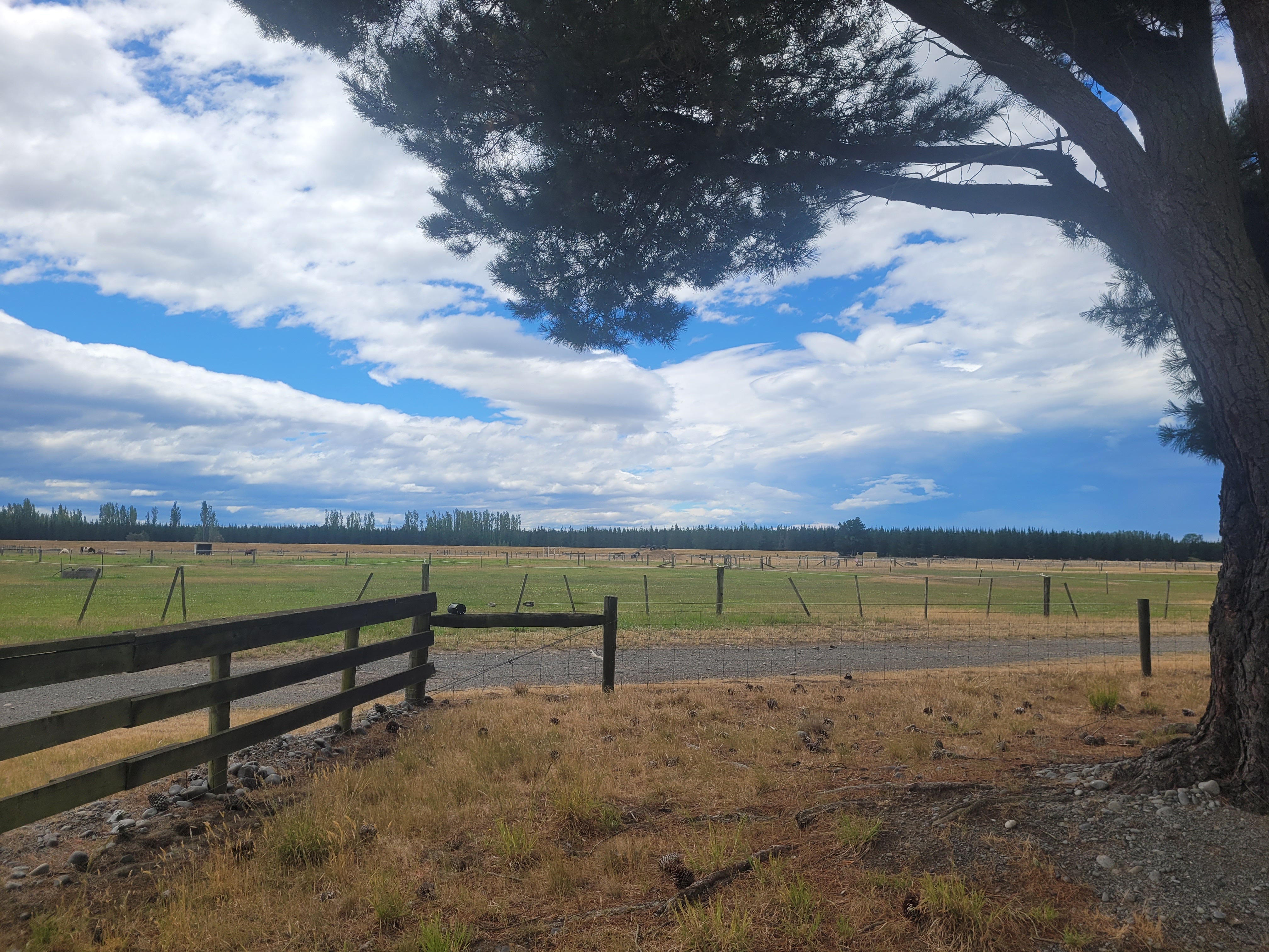 NTA landscape with tree